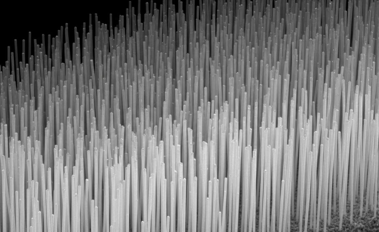 SEM view of vertically aligned zinc oxide nanowires.