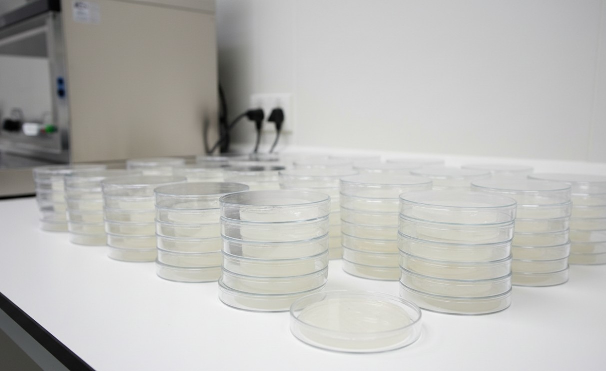 Petri dish stacks with hydrogel discs on laboratory bench