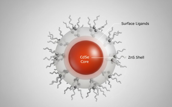 Schematic of CdSe/ZnS core-shell quantum dot with semiconductor core, ZnS shell and surface organic ligands.
