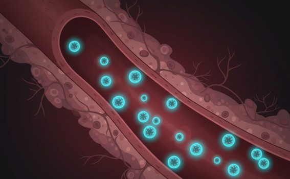 NIR-II organic nanoparticles circulating in biological vessels.