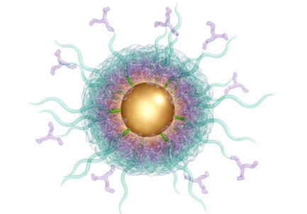 Thiol-functionalized gold nanoparticle coated with PEG polymer chains and antibody ligands for biomedical targeting