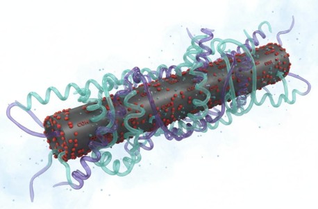 Polymer-functionalized carbon nanotube with carboxyl groups and PEG chains grafted onto its sidewalls for improved dispersibility