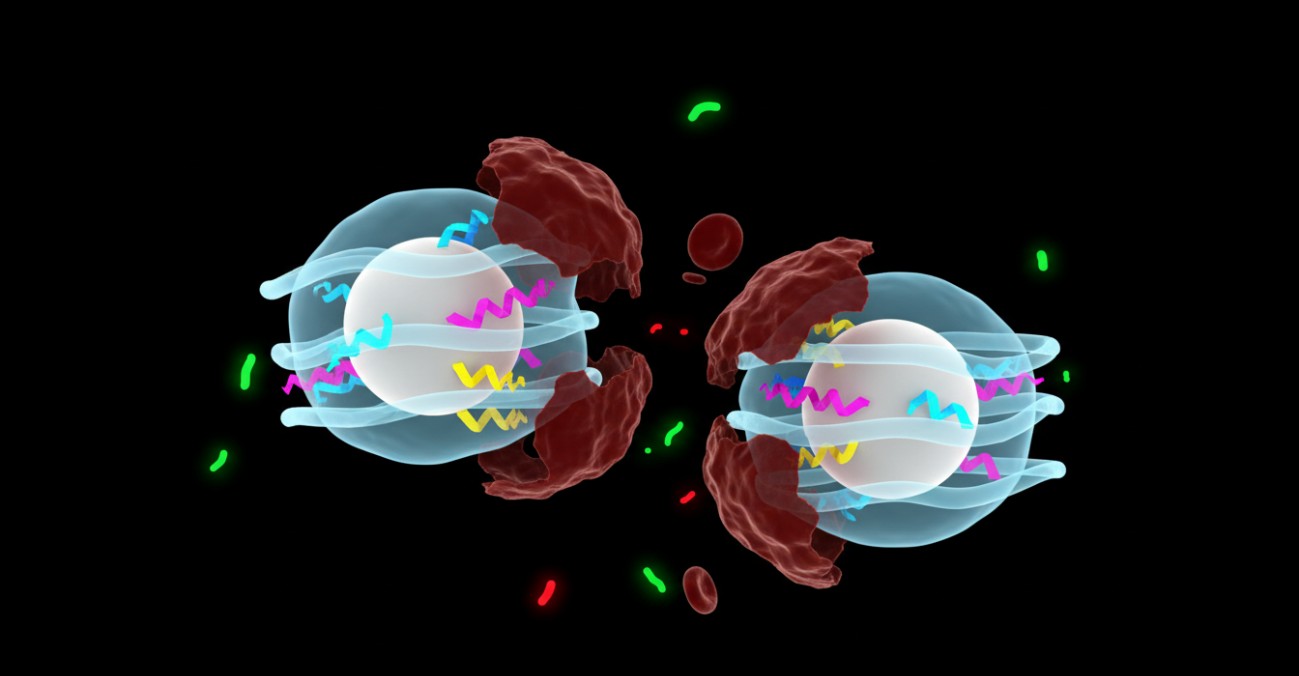 Cell membrane-cloaked nanoparticles displaying a phospholipid bilayer sheath integrated with membrane proteins and fluorescent markers
