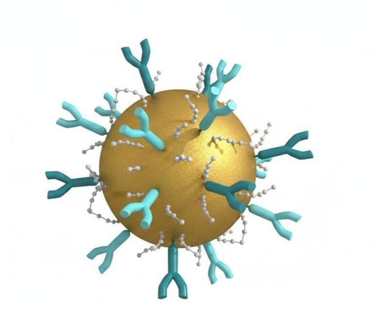 Illustration of a gold nanoparticle conjugated with multiple Y-shaped antibody molecules via molecular linkers