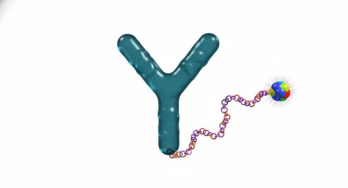 Molecular model of an antibody-drug conjugate with Y-shaped antibody linked to a spherical payload via a flexible polymer linker