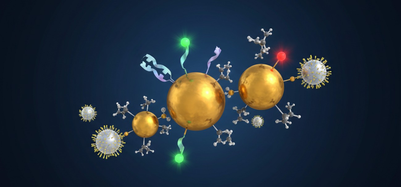 Gold and silver nanoparticles conjugated with antibodies, fluorescent dyes, and thiol-based surface ligands