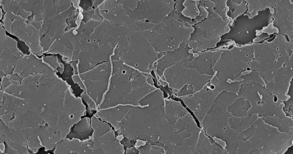 SEM image of carbon nanotube-polymer nanocomposite fracture surface showing nanotubes embedded in and protruding from matrix