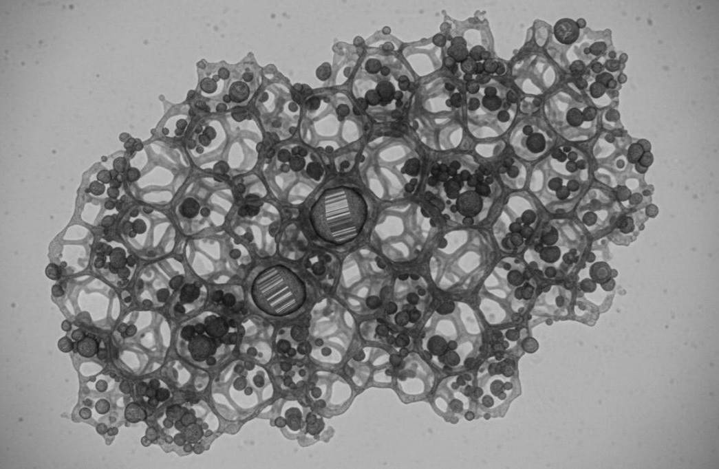 TEM image of sulfur-carbon composite cathode showing sulfur nanoparticles distributed within 3D porous carbon network