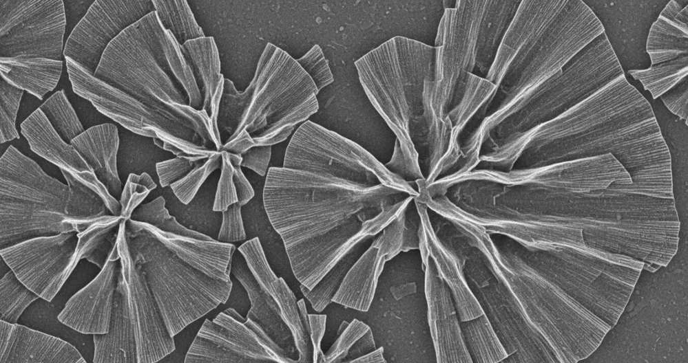 SEM image of flower-like MoS₂ nanosheets showing layered S-Mo-S structure visible at sheet edges